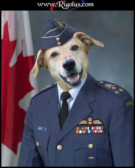 chien amiral