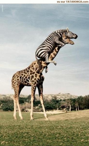 giraffe et zèbre