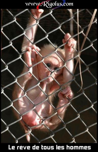 petit singe....