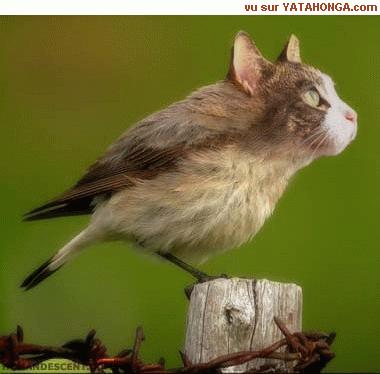 oiseau-chat