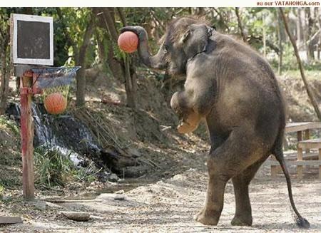 basket éléphant